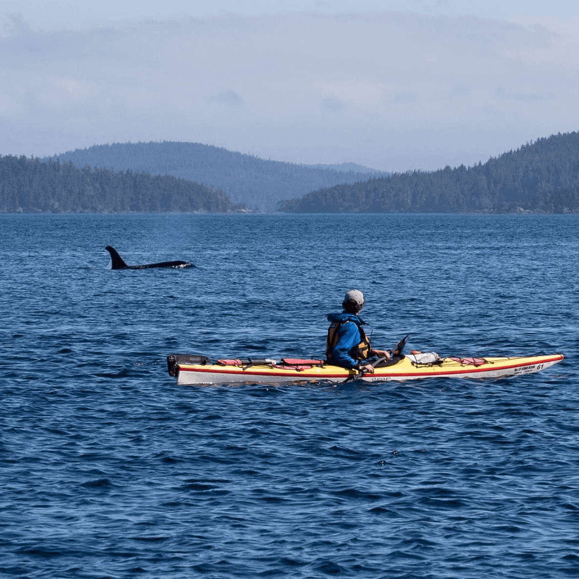 kayak trips telegraph cove